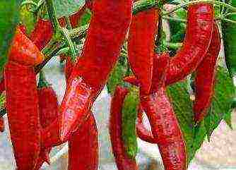 ang pinakamahusay na mga pagkakaiba-iba ng mainit na peppers