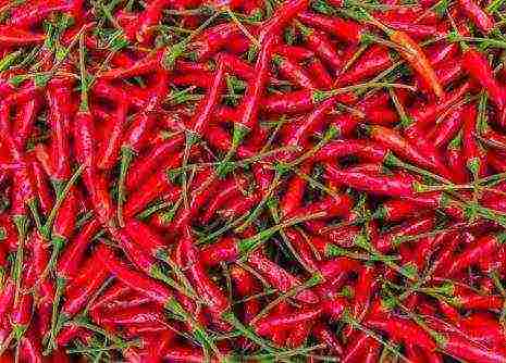 the best varieties of hot peppers