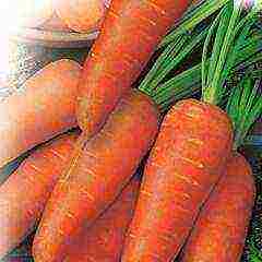 the best varieties of granulated carrots