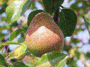 the best varieties of marble pears