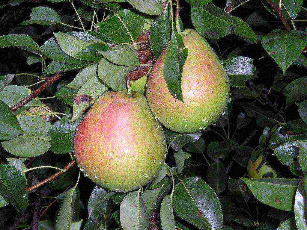 the best varieties of marble pears