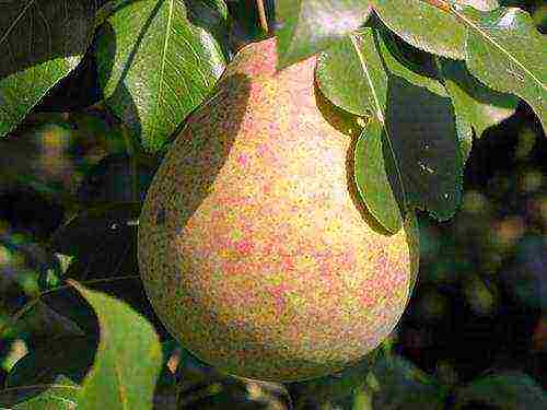 the best varieties of marble pears