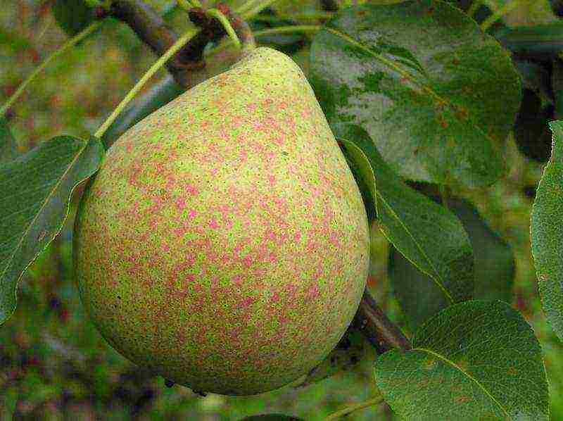 the best varieties of marble pears
