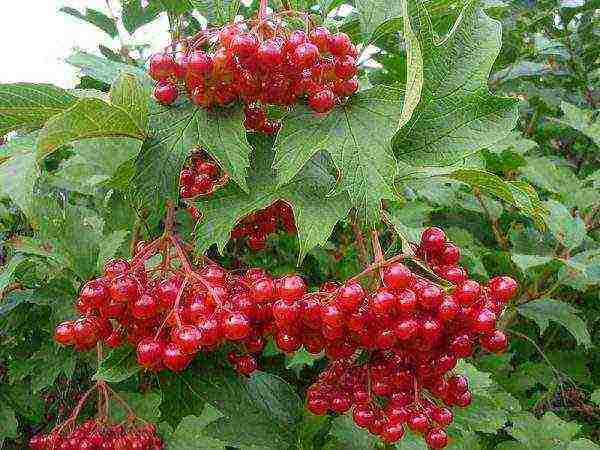 ang pinakamahusay na pagkakaiba-iba ng fruit viburnum