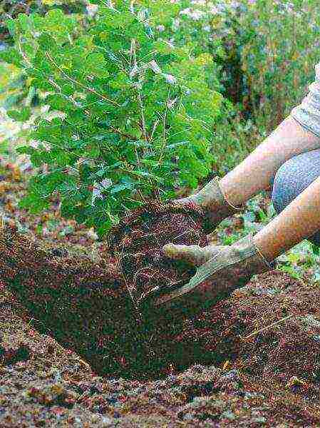 ang pinakamahusay na pagkakaiba-iba ng fruit viburnum