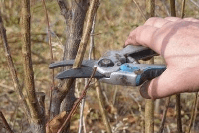 ang pinakamahusay na pagkakaiba-iba ng fruit viburnum