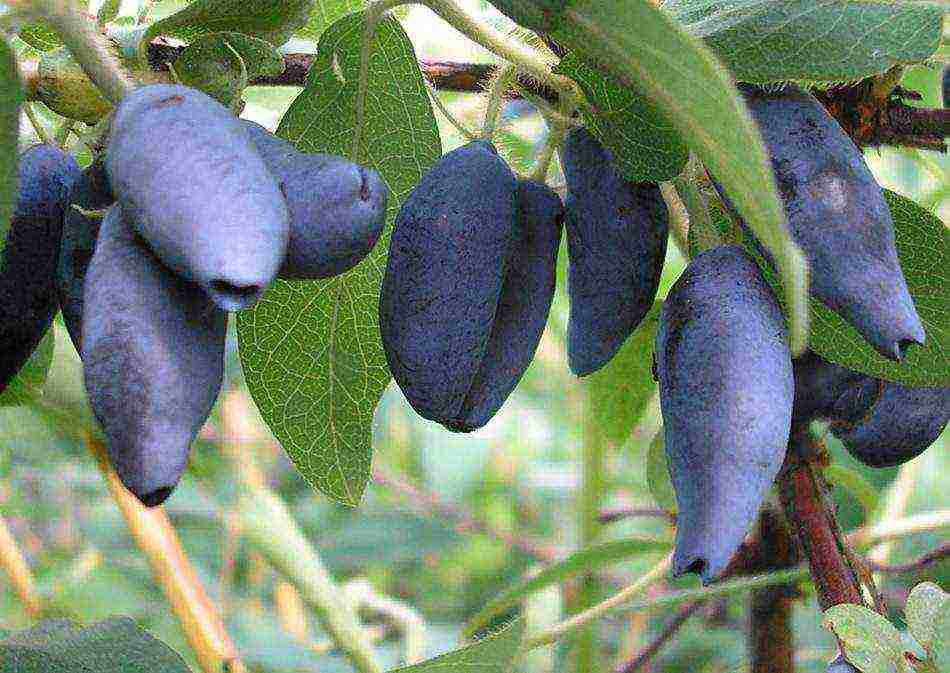 ang pinakamahusay na mga pagkakaiba-iba ng Kamchatka honeysuckle