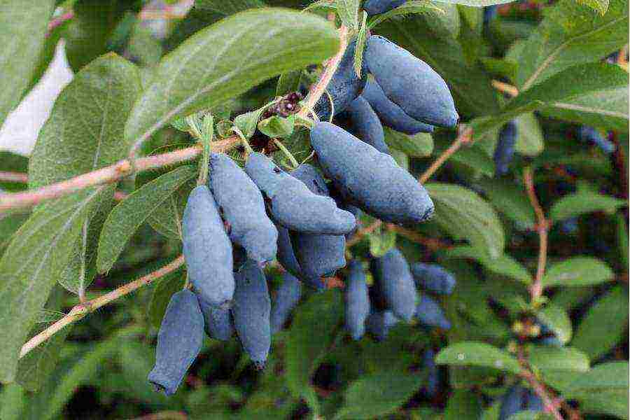 the best varieties of Kamchatka honeysuckle