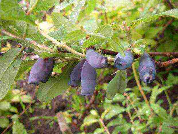 ang pinakamahusay na mga pagkakaiba-iba ng Kamchatka honeysuckle