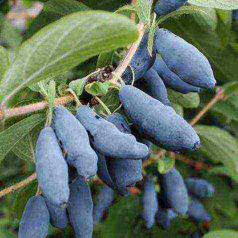 ang pinakamahusay na mga pagkakaiba-iba ng Kamchatka honeysuckle