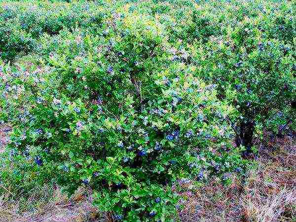 the best varieties of Kamchatka honeysuckle