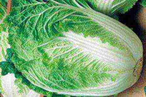 the best varieties of Peking cabbage