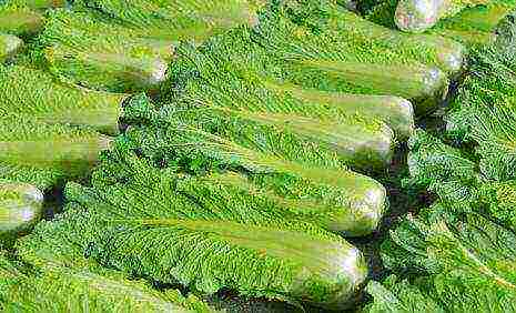 the best varieties of Peking cabbage