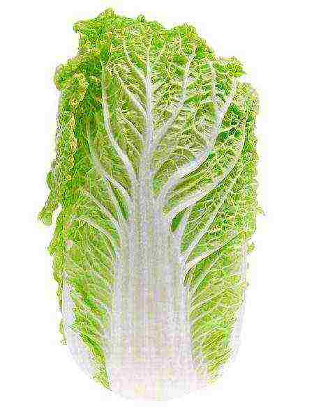 the best varieties of Peking cabbage