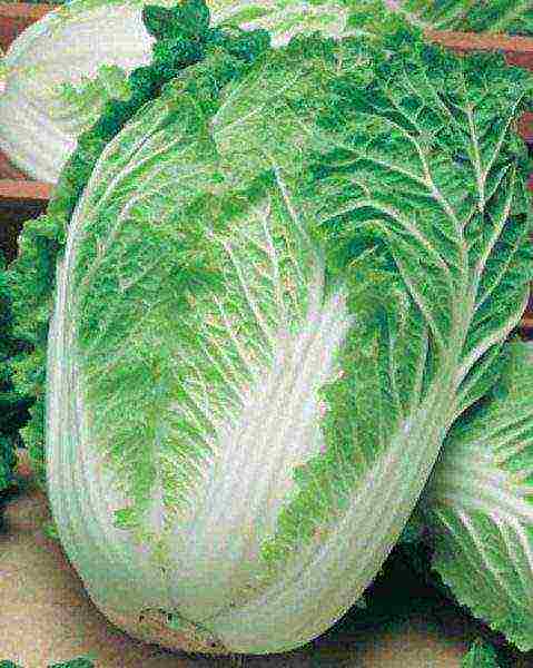 the best varieties of Peking cabbage