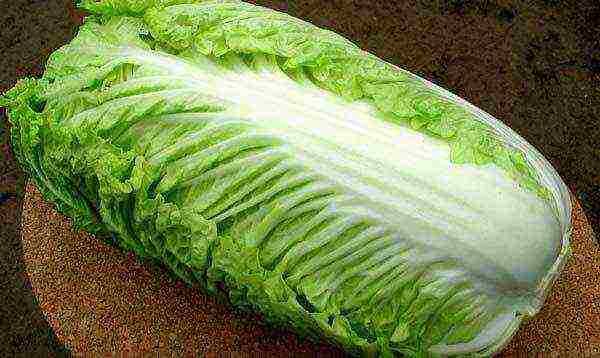 the best varieties of Peking cabbage