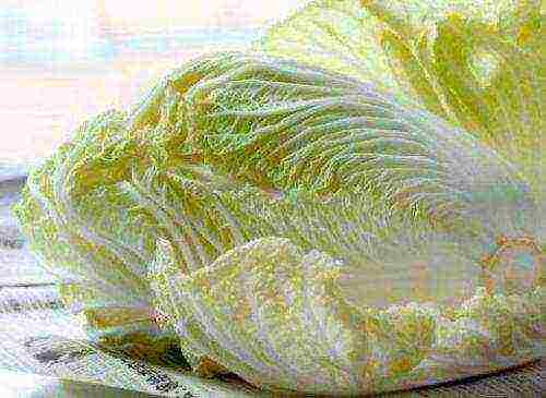 the best varieties of Peking cabbage