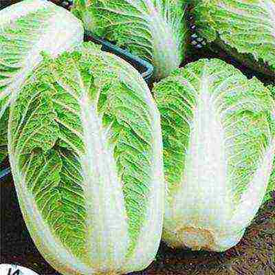 the best varieties of Peking cabbage