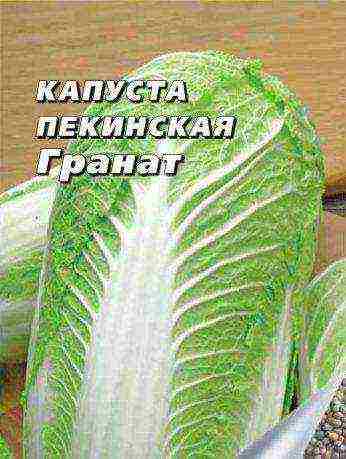 the best varieties of Peking cabbage