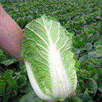 the best varieties of Peking cabbage