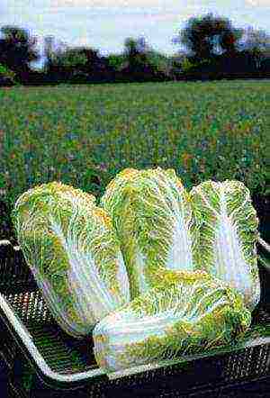 the best varieties of Peking cabbage