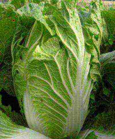 the best varieties of Peking cabbage