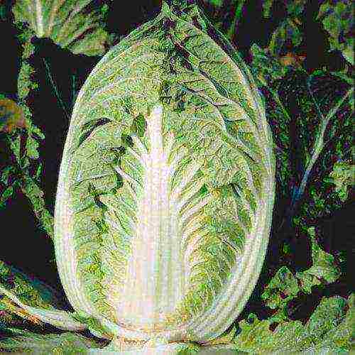 the best varieties of Peking cabbage