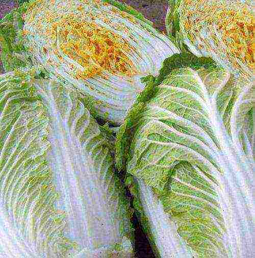 the best varieties of Peking cabbage