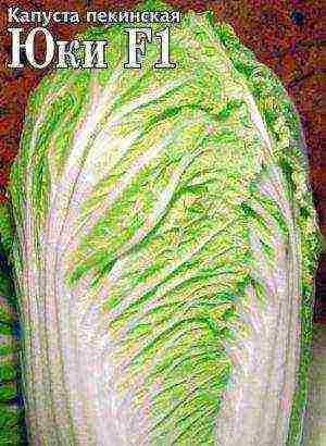 the best varieties of Peking cabbage