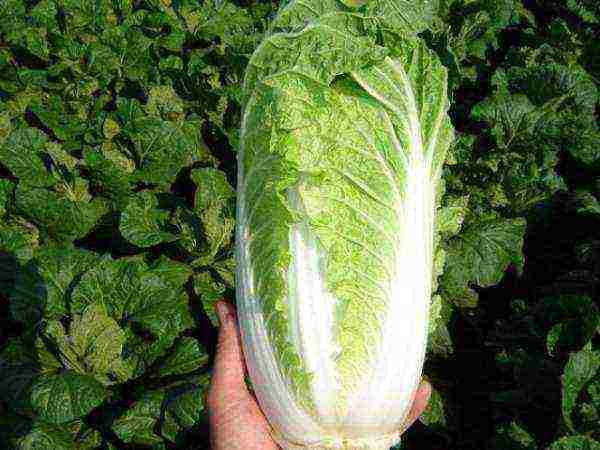 the best varieties of Peking cabbage