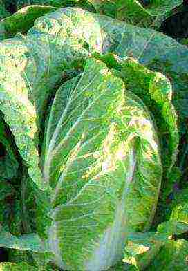 the best varieties of Peking cabbage