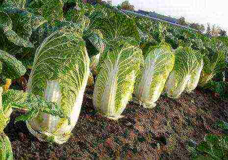 the best varieties of Peking cabbage