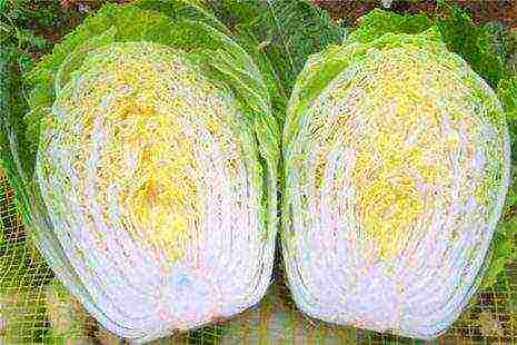 the best varieties of Peking cabbage