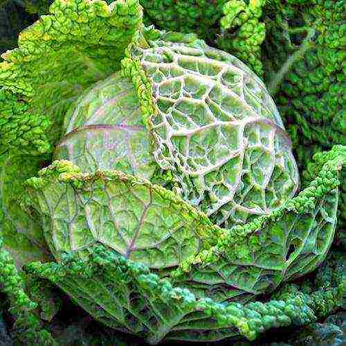 the best varieties of savoy cabbage