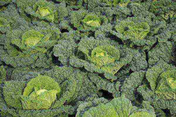 ang pinakamahusay na mga pagkakaiba-iba ng savoy cabbage