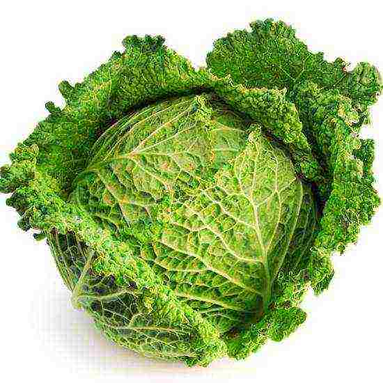 the best varieties of savoy cabbage