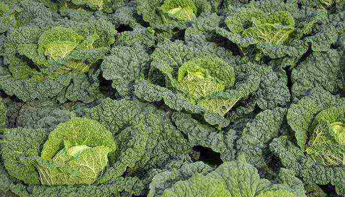 the best varieties of savoy cabbage