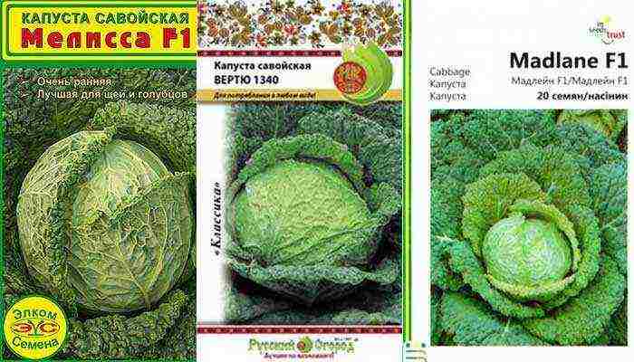 ang pinakamahusay na mga pagkakaiba-iba ng savoy cabbage