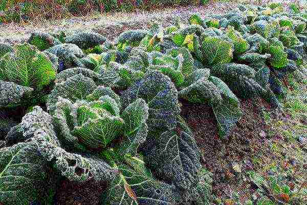 the best varieties of savoy cabbage