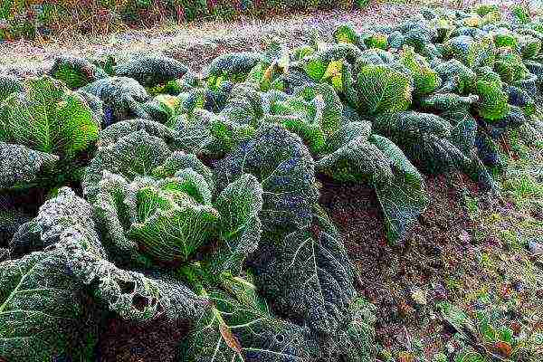 ang pinakamahusay na mga pagkakaiba-iba ng savoy cabbage