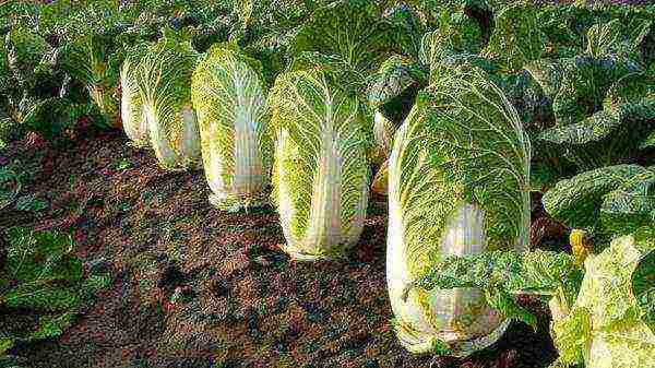 the best varieties of early maturing cabbage