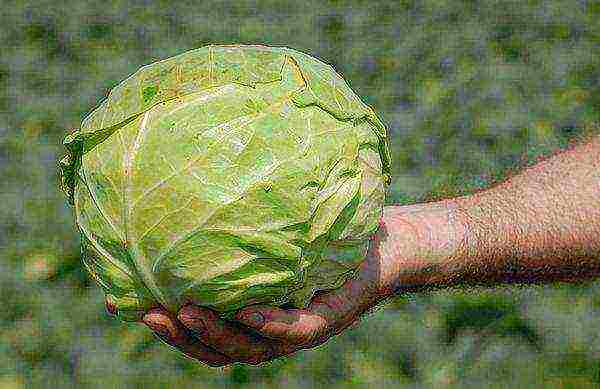 the best varieties of early maturing cabbage