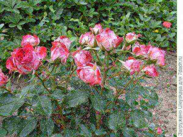 the best varieties of dwarf roses