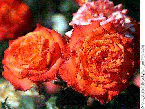 najbolje sorte patuljastih ruža