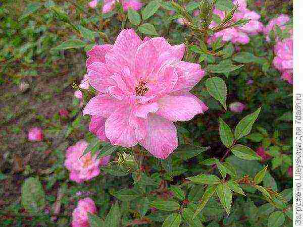 the best varieties of dwarf roses