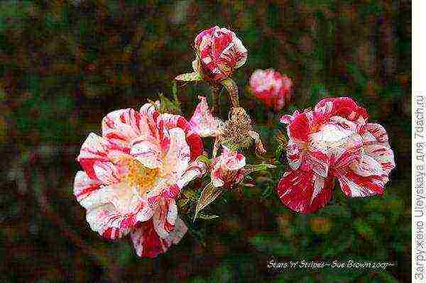 the best varieties of dwarf roses