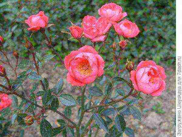 the best varieties of dwarf roses