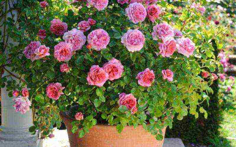 the best varieties of dwarf roses