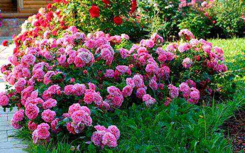 the best varieties of dwarf roses