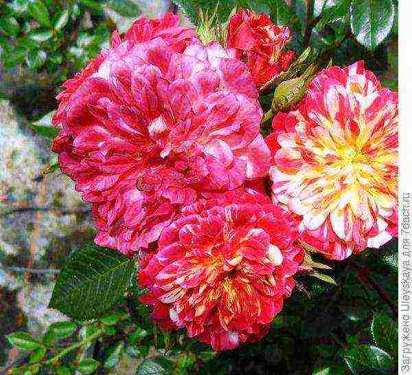 the best varieties of dwarf roses